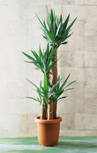観葉植物が、防犯用センサに!