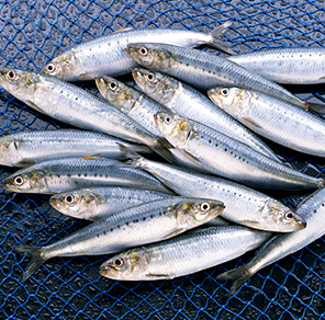 漁業における魚などの検出