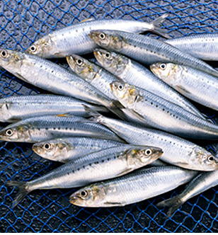 漁業における魚などの検出